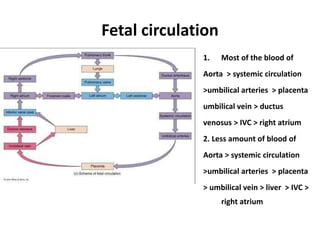 Fetal circulation
1. Most of the blood of
Aorta > systemic circulation
>umbilical arteries > placenta
umbilical vein > ductus
venosus > IVC > right atrium
2. Less amount of blood of
Aorta > systemic circulation
>umbilical arteries > placenta
> umbilical vein > liver > IVC >
right atrium
 