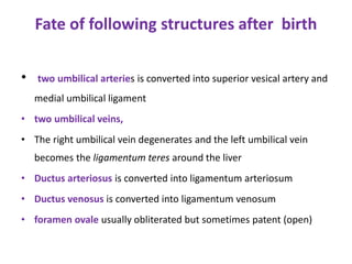 Fate of following structures after birth
• two umbilical arteries is converted into superior vesical artery and
medial umbilical ligament
• two umbilical veins,
• The right umbilical vein degenerates and the left umbilical vein
becomes the ligamentum teres around the liver
• Ductus arteriosus is converted into ligamentum arteriosum
• Ductus venosus is converted into ligamentum venosum
• foramen ovale usually obliterated but sometimes patent (open)
 