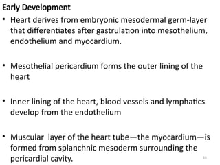 Mesodermal Heart Comprehensive Overview of Early Human Heart Development and ...