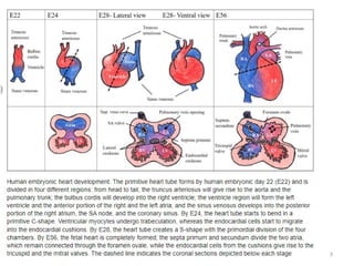 Comprehensive Overview of Early Human Heart Development and ...