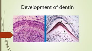 Development of dentin
Dated: 16/06/20
 