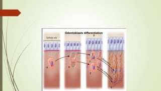 Development of dentin | PPTX