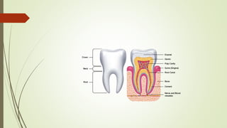 Development of dentin | PPTX