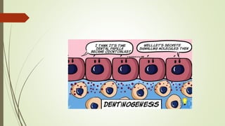 Development of dentin | PPTX