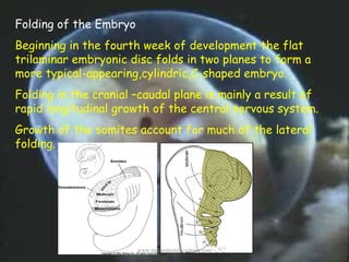 Folding of the Embryo
Beginning in the fourth week of development the flat
trilaminar embryonic disc folds in two planes t...