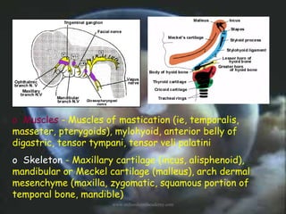 o  Muscles - Muscles of mastication (ie, temporalis,
masseter, pterygoids), mylohyoid, anterior belly of
digastric, tensor...