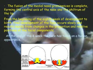 ·   The fusion of the medial nasal prominences is complete,
forming the central axis of the nose and the philtrum of
the l...
