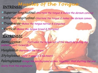 Muscles of the Tongue

INTRINSIC

Superior longitudinal-Shortens the tongue & makes the dorsum concave
Inferior longitud...
