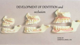 DEVELOPMENT OF DENTITION and
occlusion
DONE BY:
AMRITHA JAMES, CRI
 