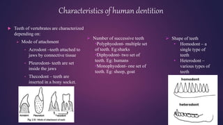 Humadont Teeth Development of dentition and occlsion | PPTX