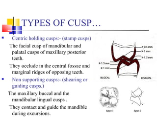 Cusp Process Development of dentition and occlusion | PPT
