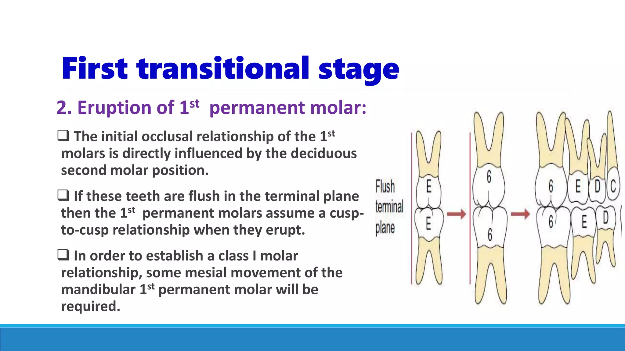 First transitional stage
2. Eruption of 1st permanent molar:
 The initial occlusal relationship of the 1st
molars is directly influenced by the deciduous
second molar position.
 If these teeth are flush in the terminal plane
then the 1st permanent molars assume a cusp-
to-cusp relationship when they erupt.
 In order to establish a class I molar
relationship, some mesial movement of the
mandibular 1st permanent molar will be
required.
 