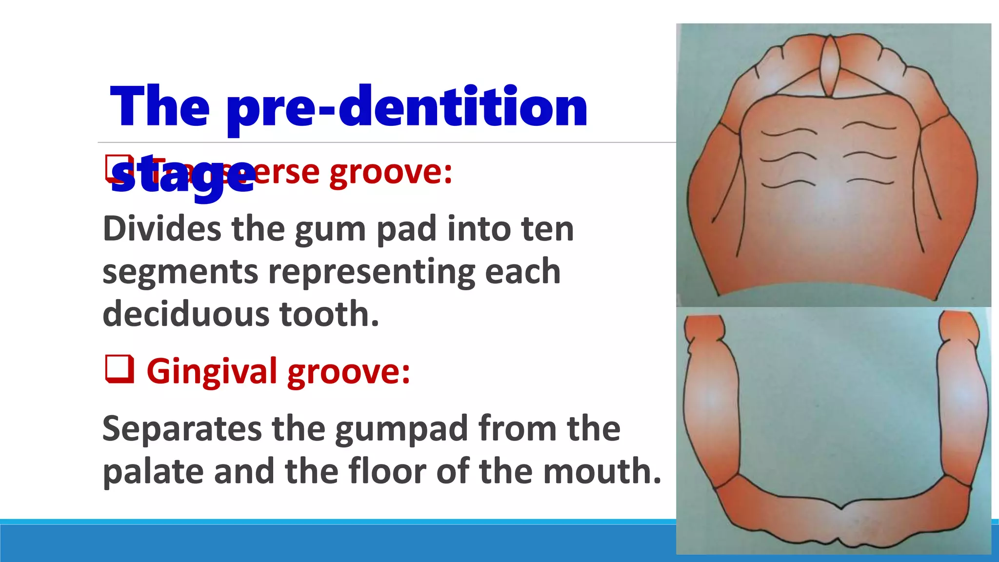  Transverse groove:
Divides the gum pad into ten
segments representing each
deciduous tooth.
 Gingival groove:
Separates the gumpad from the
palate and the floor of the mouth.
The pre-dentition
stage
 