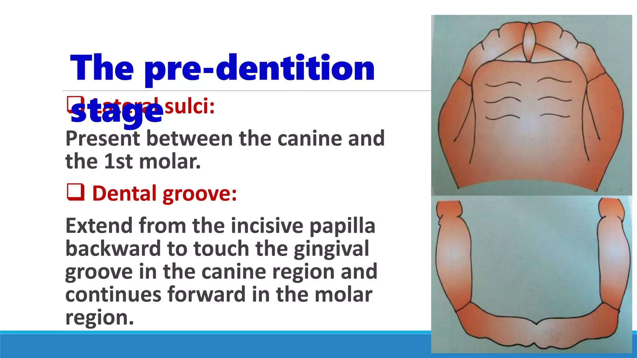  Lateral sulci:
Present between the canine and
the 1st molar.
 Dental groove:
Extend from the incisive papilla
backward to touch the gingival
groove in the canine region and
continues forward in the molar
region.
The pre-dentition
stage
 