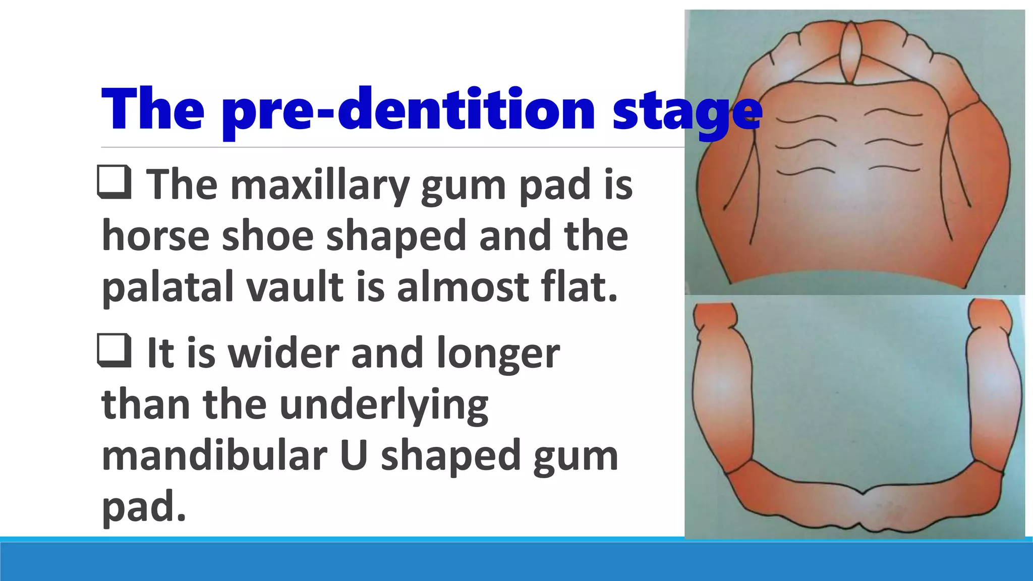  The maxillary gum pad is
horse shoe shaped and the
palatal vault is almost flat.
 It is wider and longer
than the underlying
mandibular U shaped gum
pad.
The pre-dentition stage
 