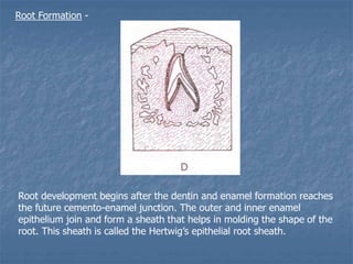 Development of dentition and occlusion | PPT