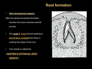 Development of Dentition and Occlusion _Dr. Nabil Al-Zubair | PDF