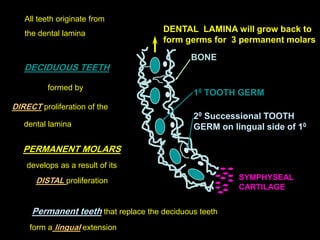 All teeth originate from
   the dental lamina                  DENTAL LAMINA will grow back to
                           ...