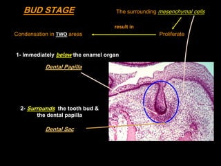BUD STAGE                        The surrounding mesenchymal cells

                                   result in
Condensat...