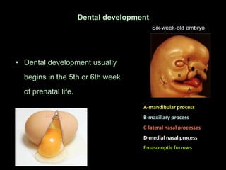 Dental development
                                           Six-week-old embryo




• Dental development usually
  begin...