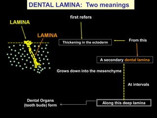 DENTAL LAMINA: Two meanings
                        first refers




                                                     ...
