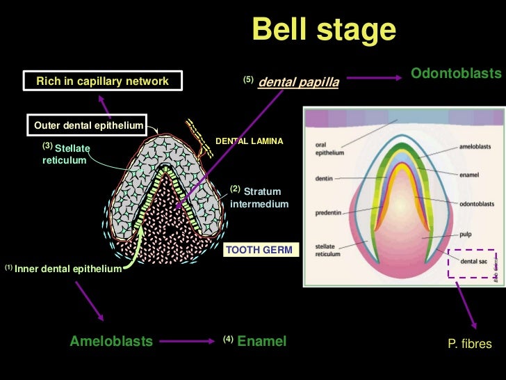 Development of Dentition and Occlusion _Dr. Nabil Al-Zubair diagram of dentition 