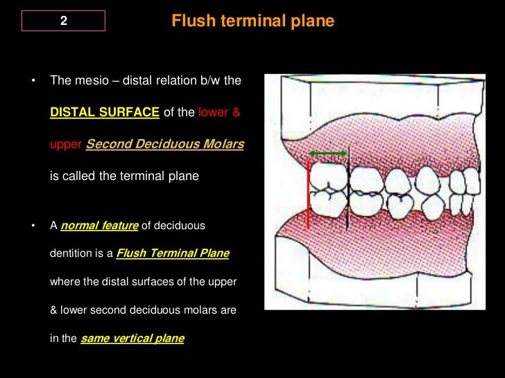 Development of Dentition and Occlusion _Dr. Nabil AlZubair