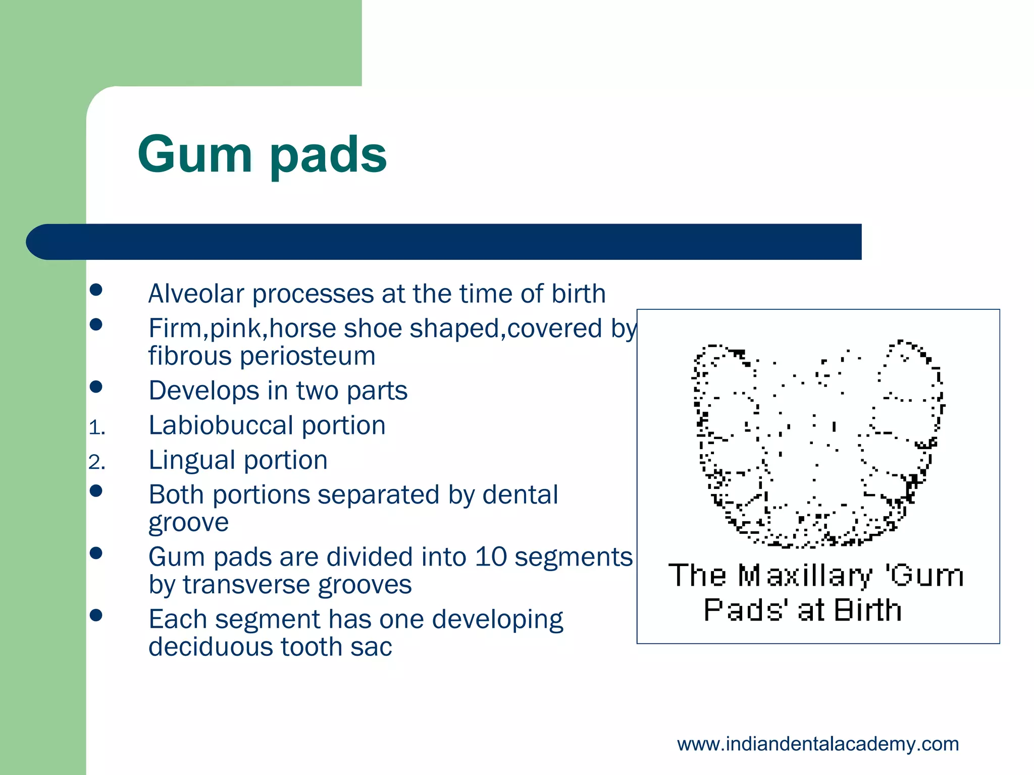 Gum pads



1.
2.




Alveolar processes at the time of birth
Firm,pink,horse shoe shaped,covered by
fibrous periosteum
Develops in two parts
Labiobuccal portion
Lingual portion
Both portions separated by dental
groove
Gum pads are divided into 10 segments
by transverse grooves
Each segment has one developing
deciduous tooth sac
www.indiandentalacademy.com

 