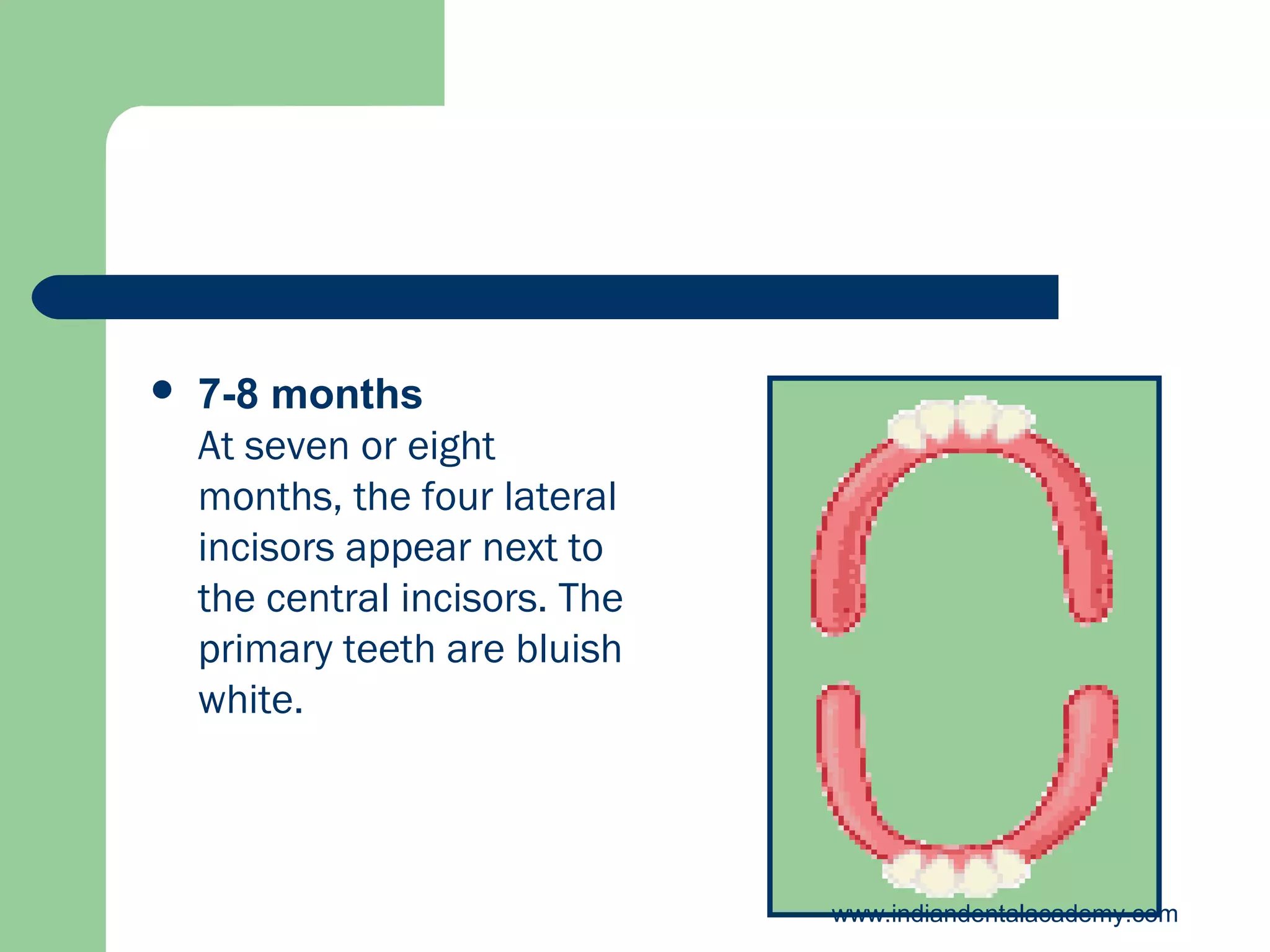 

7-8 months
At seven or eight
months, the four lateral
incisors appear next to
the central incisors. The
primary teeth are bluish
white.

www.indiandentalacademy.com

 