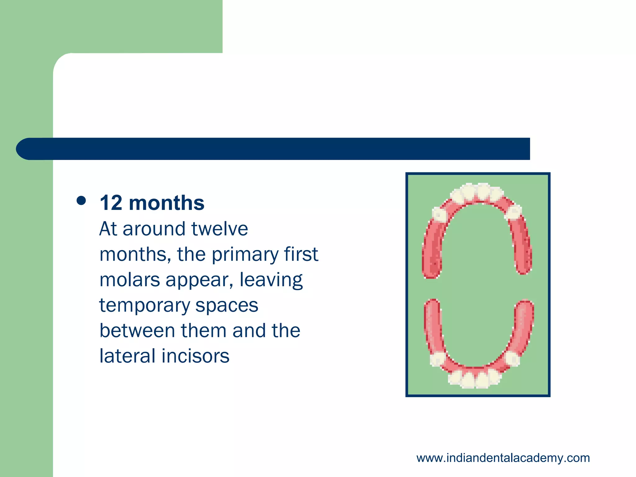 

12 months
At around twelve
months, the primary first
molars appear, leaving
temporary spaces
between them and the
lateral incisors

www.indiandentalacademy.com

 