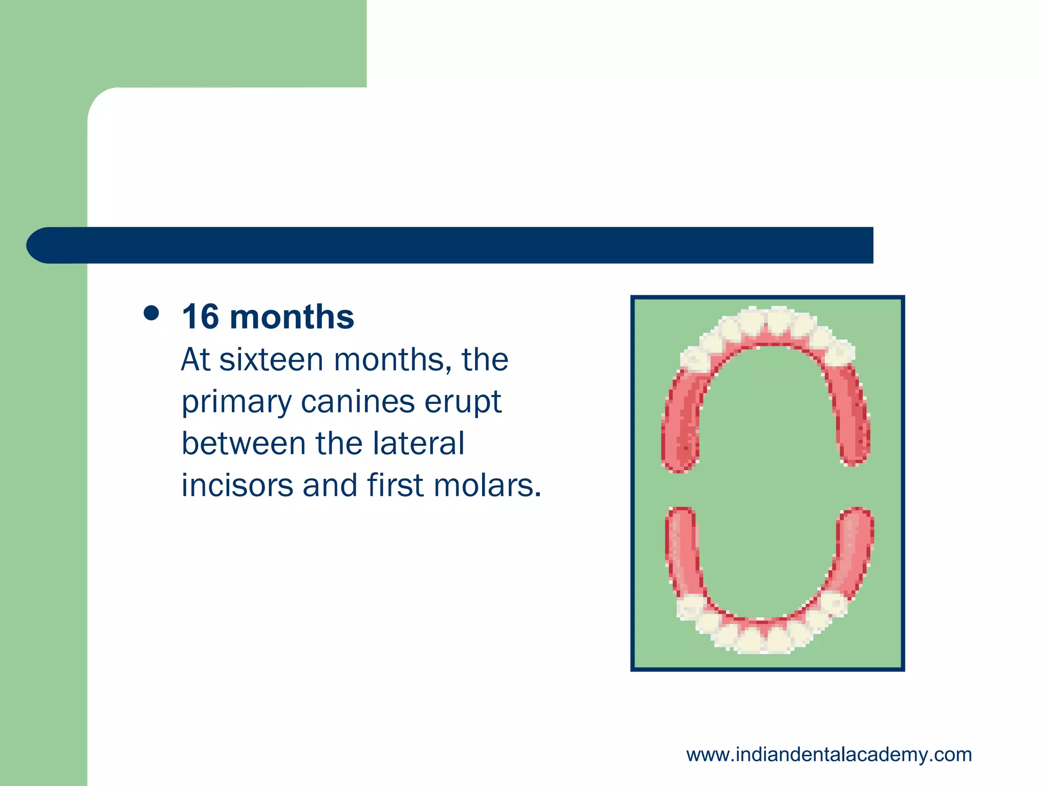 

16 months
At sixteen months, the
primary canines erupt
between the lateral
incisors and first molars.

www.indiandentalacademy.com

 