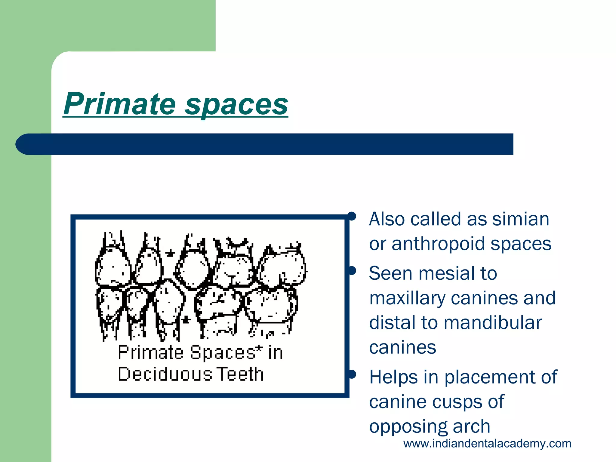 Primate spaces







Also called as simian
or anthropoid spaces
Seen mesial to
maxillary canines and
distal to mandibular
canines
Helps in placement of
canine cusps of
opposing arch

www.indiandentalacademy.com

 