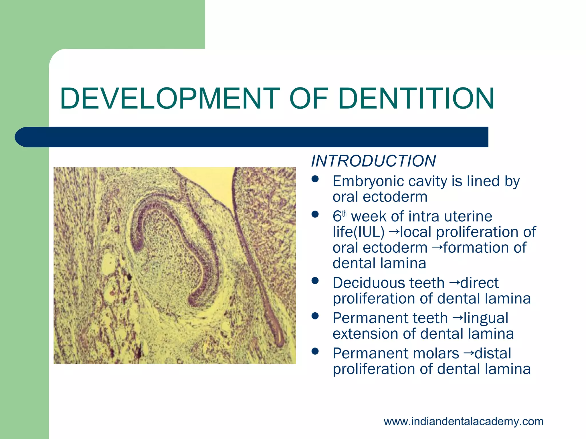 DEVELOPMENT OF DENTITION
INTRODUCTION
 Embryonic cavity is lined by
oral ectoderm
 6th week of intra uterine
life(IUL) →local proliferation of
oral ectoderm →formation of
dental lamina
 Deciduous teeth →direct
proliferation of dental lamina
 Permanent teeth →lingual
extension of dental lamina
 Permanent molars →distal
proliferation of dental lamina
www.indiandentalacademy.com

 