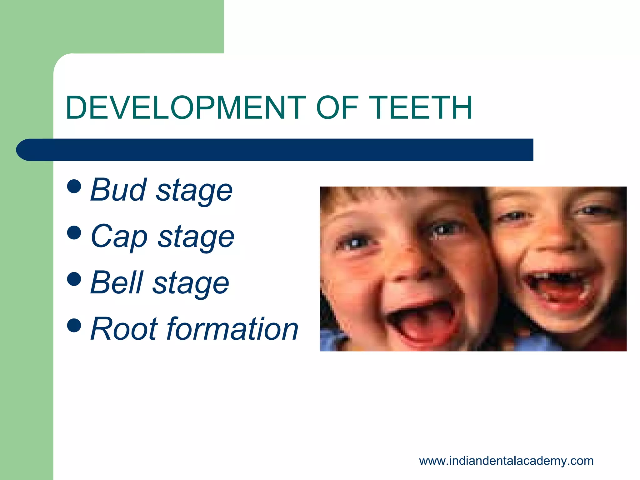 DEVELOPMENT OF TEETH
Bud

stage
Cap stage
Bell stage
Root formation

www.indiandentalacademy.com

 