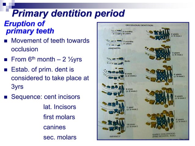 Development of dentition | PPT