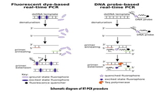 Schematic diagram of RT-PCR procedure
 