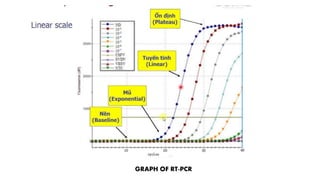 GRAPH OF RT-PCR
 