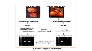 PCR-based Diagnostic kits reaction
 