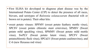 • First ELISA kit developed to diagnose plant disease was by the
International Potato Center (CIP) to detect the presence of all races,
biovars, and serotypes of Ralstonia solanacearum (bacterial wilt or
brown rot in potato). Their other kits:
• sweet potato viruses: SPFMV (sweet potato feathery mottle virus),
SPCSV (sweet potato chlorotic stunt crinivirus), SPMSV (Sweet
potato mild speckling virus), SPMMV (Sweet potato mild mottle
virus), SwPLV (Sweet potato latent virus), SPCFV (Sweet
potatochlorotic fleck virus), SPCaLV (Sweet potato caulimovirus), and
C-6 (new flexuous rod virus)
 