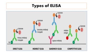 Types of ELISA
 