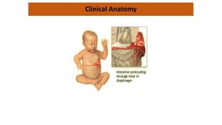 Clinical Anatomy
 