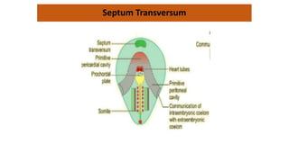 Septum Transversum
 