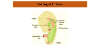 Folding of Embryo
 