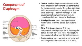 Component of
Diaphragm
• Central tendon: Septum transversum is the
most important component & it contributes
for the unpaired anterior & median part that
includes central tendon, eosphageal & vena
caval openings. The liver develops in the
caudal part of septum transversum. its
cranial part helps to form the diaphragm.
• Small peripheral part: Pleuroperitoneal
membranes form the paired dorsolateral
part.
• Right & left crus: Ventral & dorsal
mesenteries of esophagus form the irregular
dorsal median part that fuses with septum
transversum & pleuroperitoneal membrane.
• Posterolateral part: Mesoderm of body wall
including mesoderm around dorsal aorta.
 