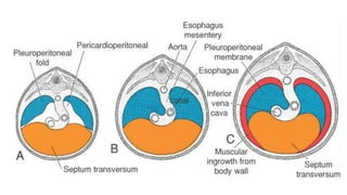 Development of Diaphragm.pptx