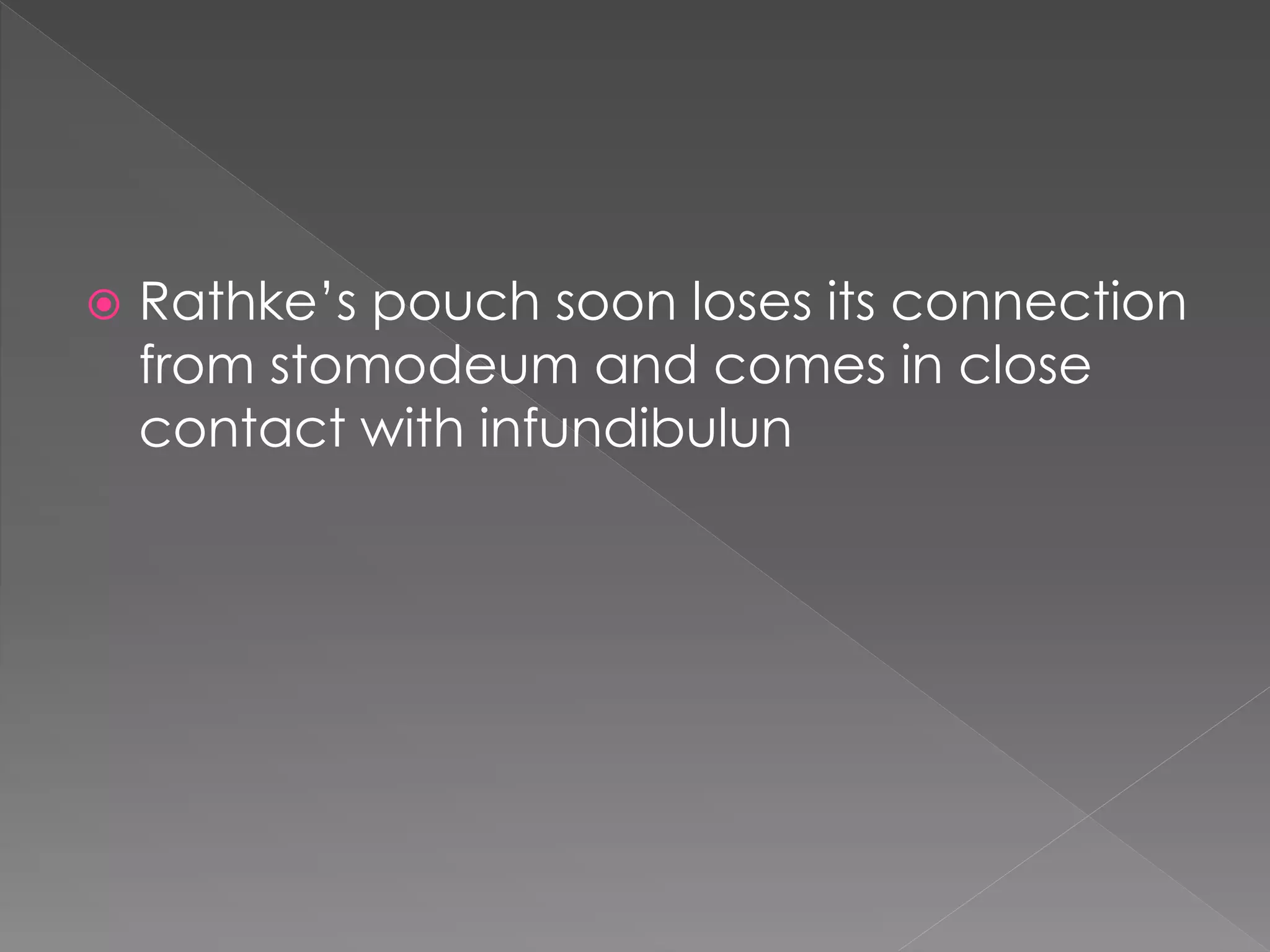  Rathke’s pouch soon loses its connection
from stomodeum and comes in close
contact with infundibulun
 