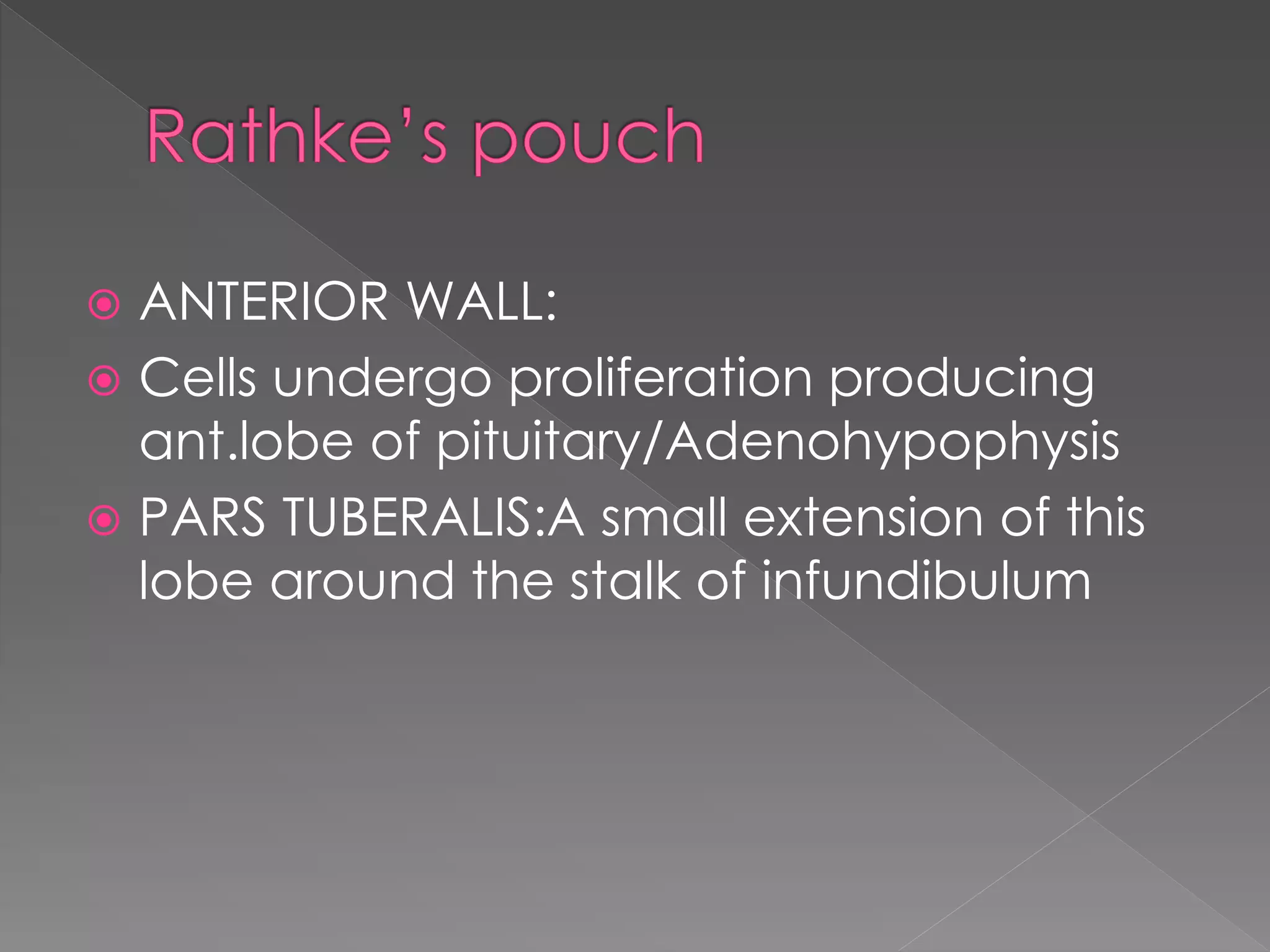  ANTERIOR WALL:
 Cells undergo proliferation producing
ant.lobe of pituitary/Adenohypophysis
 PARS TUBERALIS:A small extension of this
lobe around the stalk of infundibulum
 