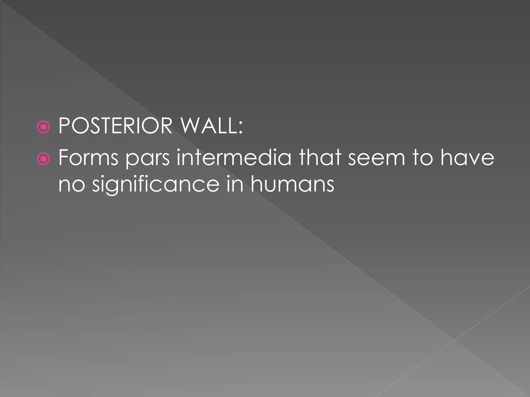  POSTERIOR WALL:
 Forms pars intermedia that seem to have
no significance in humans
 