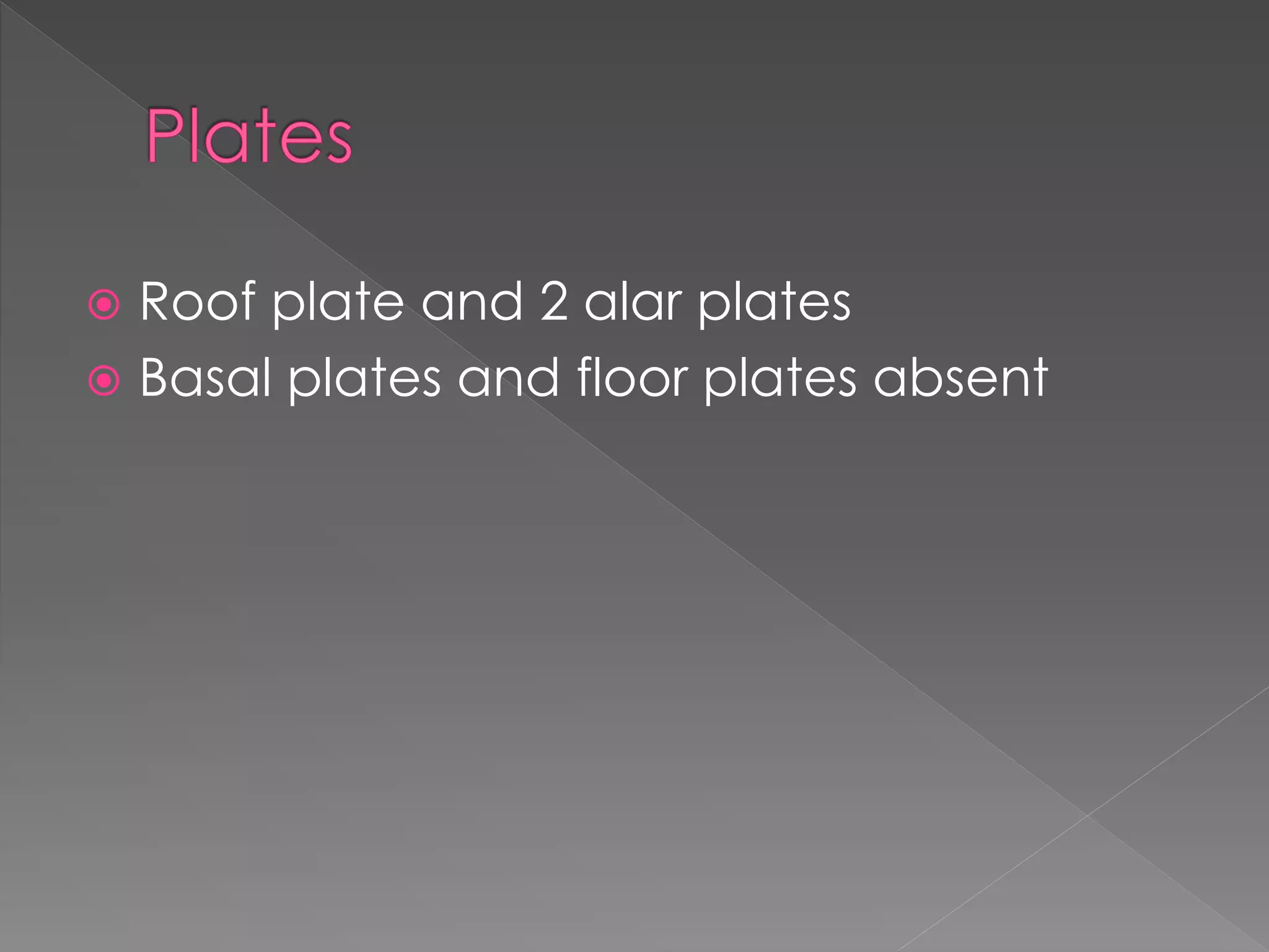  Roof plate and 2 alar plates
 Basal plates and floor plates absent
 