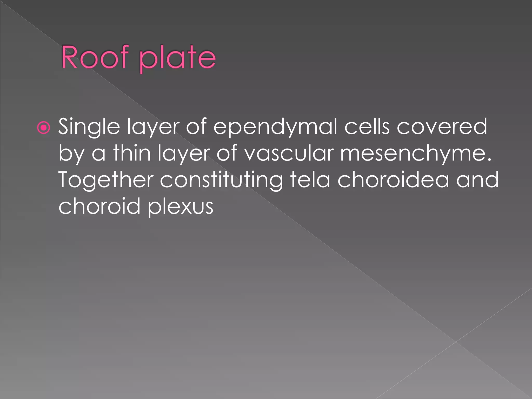  Single layer of ependymal cells covered
by a thin layer of vascular mesenchyme.
Together constituting tela choroidea and
choroid plexus
 